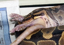 Lilly eating in sequence 4