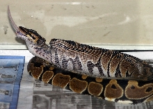 lilly eating in sequence 5