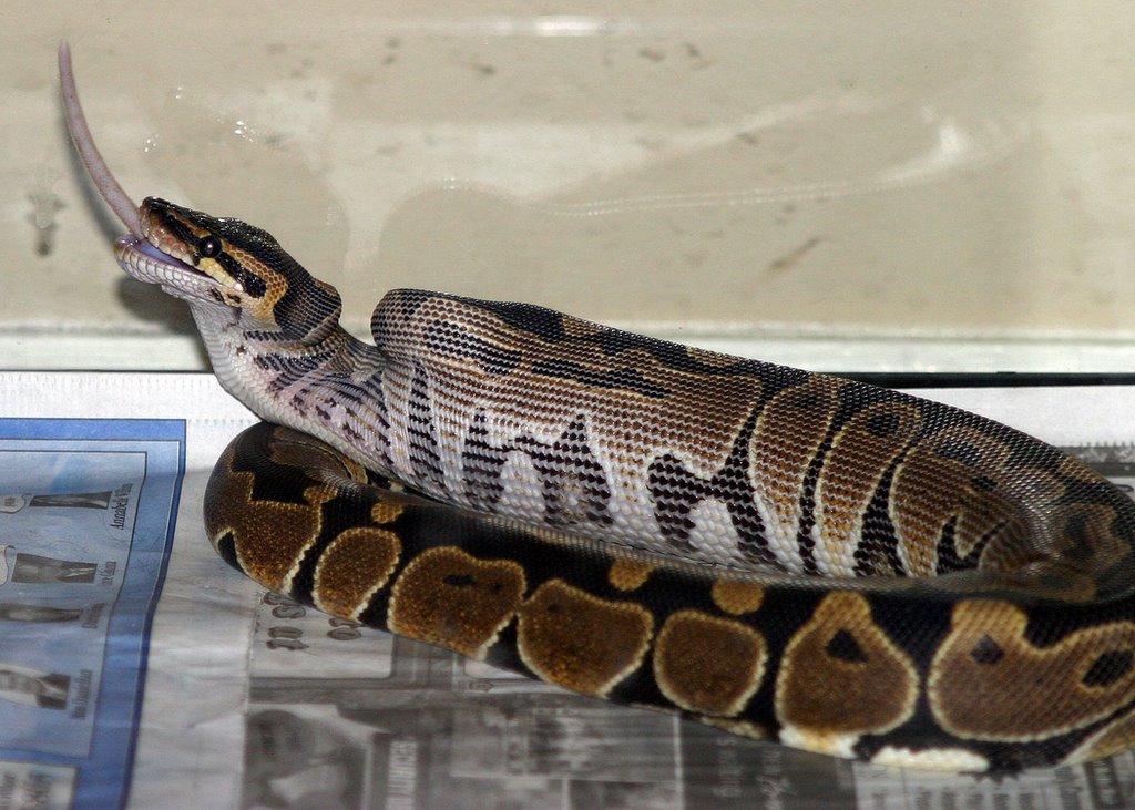 lilly eating in sequence 5
