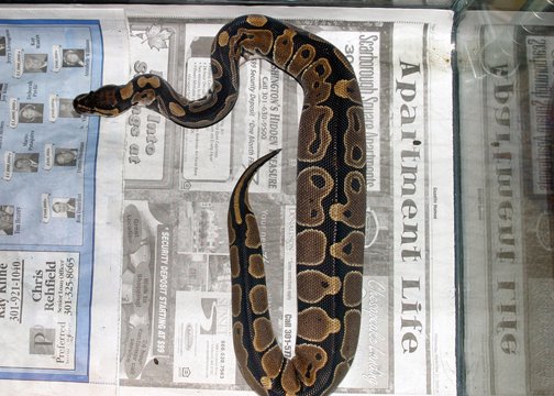 Lilly eating in sequence 6