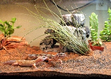 My leo tank back in Feb