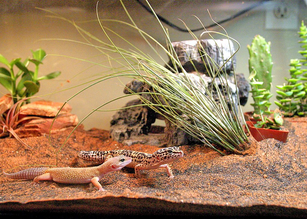 My leo tank back in Feb