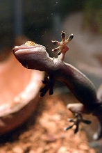 Gekko vittatus
