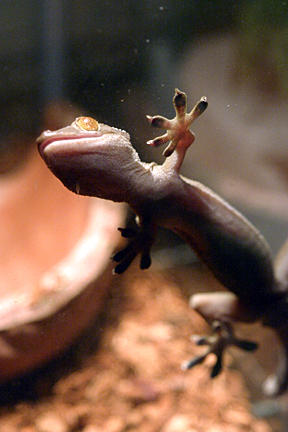 Gekko vittatus