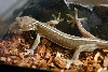 Gekko vittatus