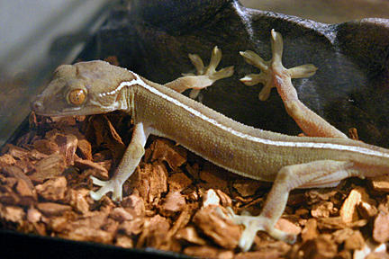 Gekko vittatus