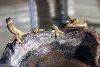 White Lined gecko (Gekko vittatus)