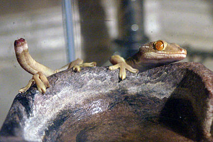 White Lined gecko (Gekko vittatus)