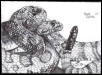 RattleSnake In Pen