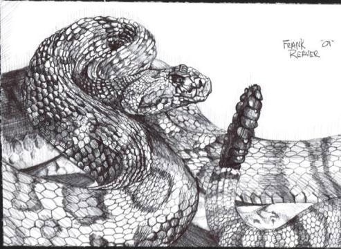 RattleSnake In Pen
