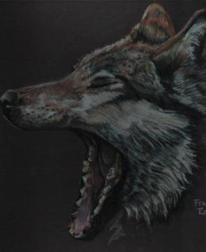 yawning wolf in colored pencils