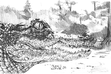 Alligator in Pen