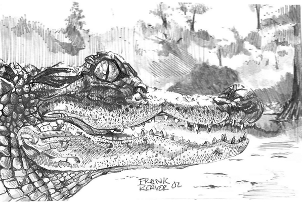 Alligator in Pen