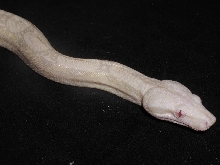 snow boa sf_2