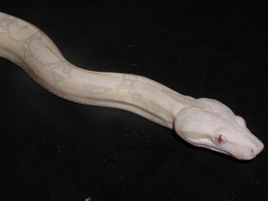snow boa sf_2
