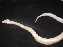 snow boa sf_2