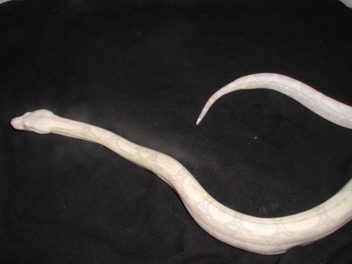 snow boa sf_2
