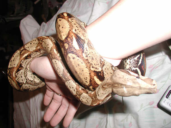 100%het albino   redtail