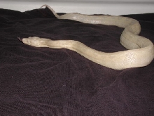 snow boa  sf_1