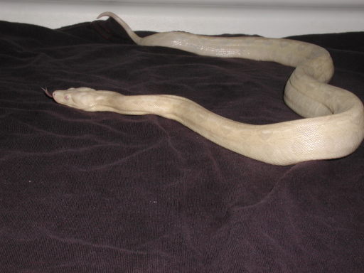 snow boa  sf_1