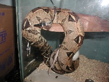 male redtail het albino