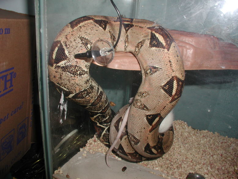 male redtail het albino