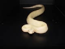 snow boa  sf_1