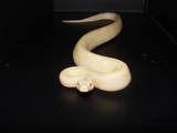 snow boa  sf_1