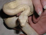 snow boa  sf_1