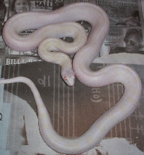 cb07 Blizzard Sonoran Female