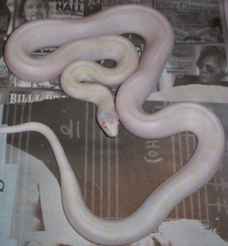 cb07 Blizzard Sonoran Female