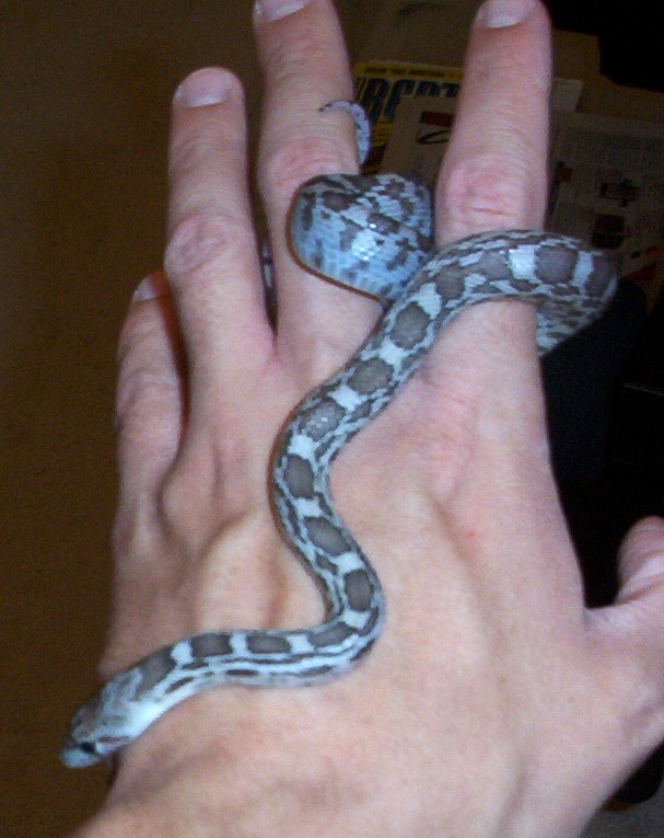 Ghost Sonoran