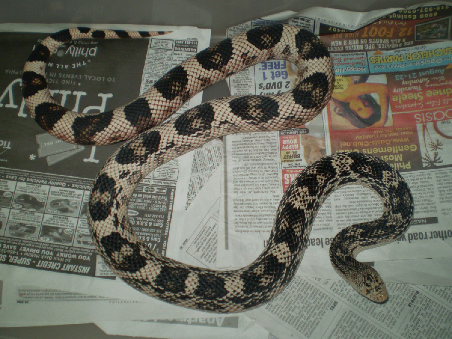 Female Northern Pine 2006