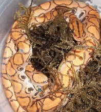 Hypo BRB in Moss
