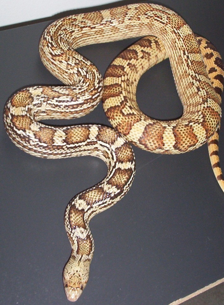 Hypo Sonoran Gopher 06 female