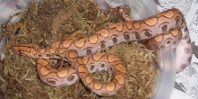 Hypo BRB - New
