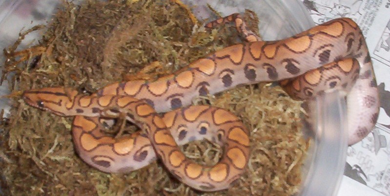 Hypo BRB - New