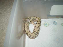 Killer Bee