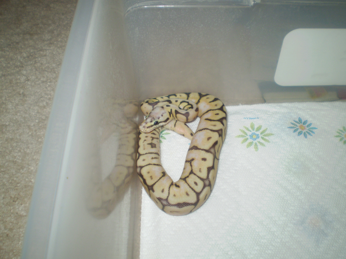 Killer Bee