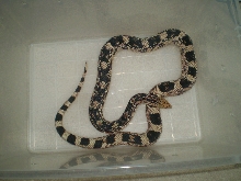 Male 2005 Northern Pine