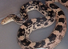 Male Northern