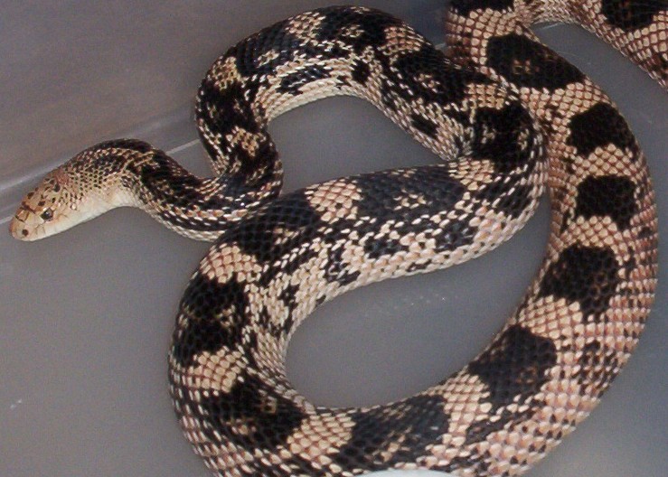 Male Northern