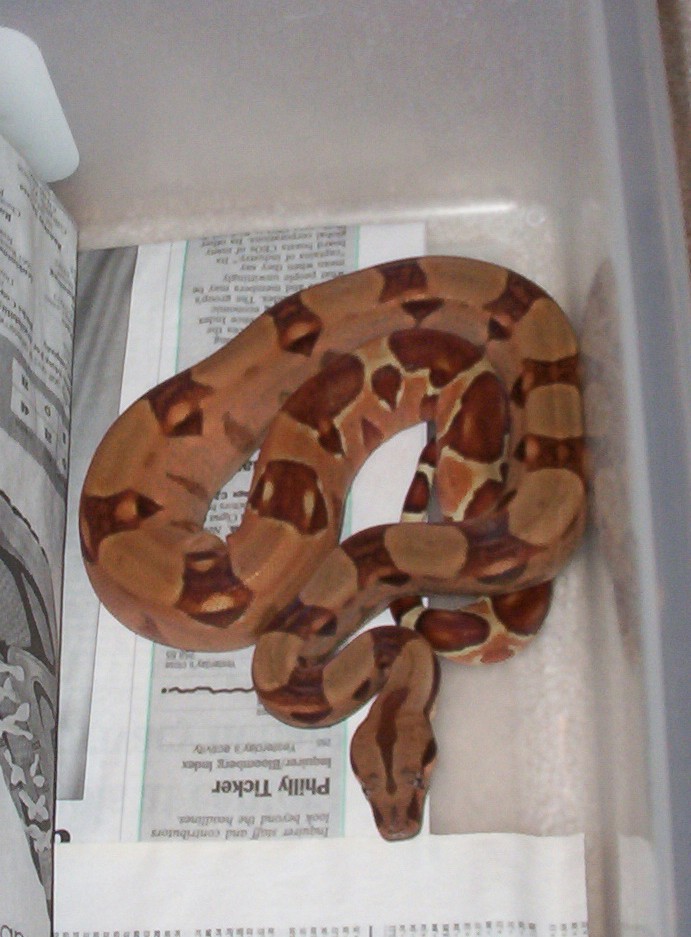 Summit Hypo Pastel