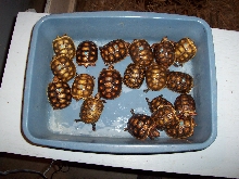 Redfoot tortoises hatchings