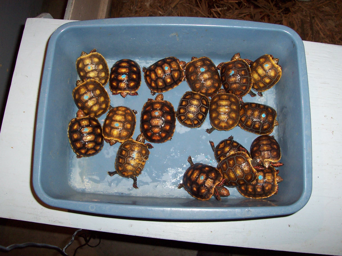 Redfoot tortoises hatchings