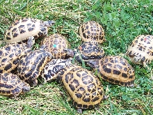 Spider Tortoises  2012