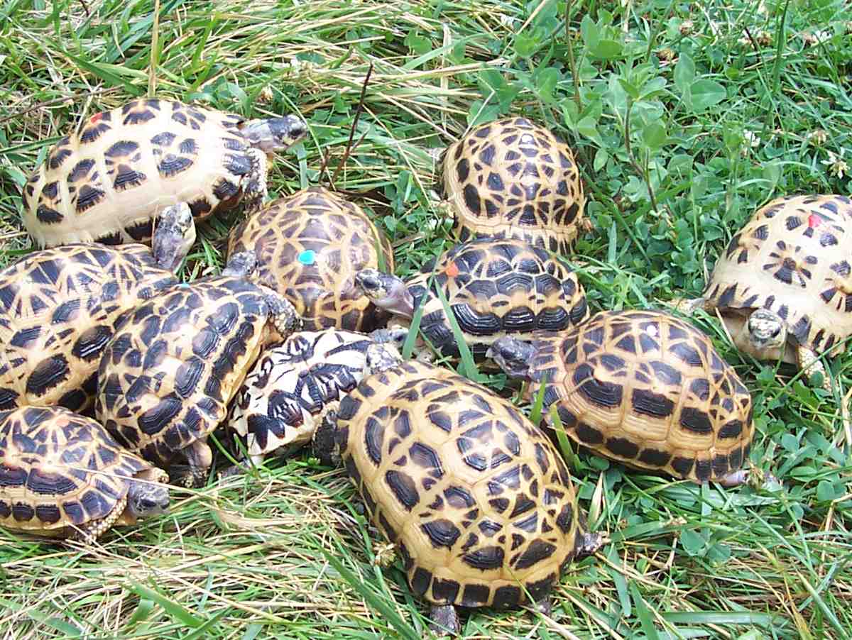 Spider Tortoises  2012