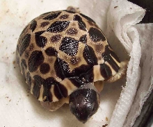 radiated tortoise