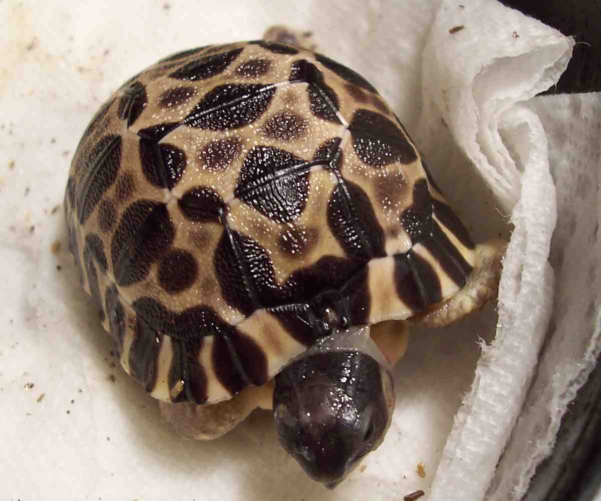 radiated tortoise