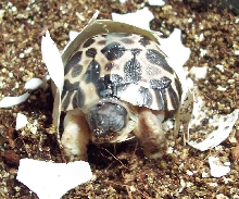 radiated tortoise